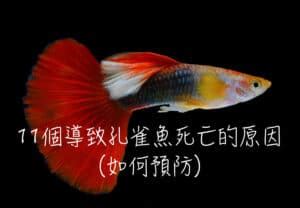 魚缸的魚一直死|11個導致孔雀魚死亡的原因(如何預防)